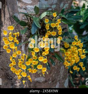 Vue rapprochée de l'espèce épiphyte d'orchidée dendrobium lindleyi aka dendrobium aggregatum avec des grappes de fleurs orange jaune fleurissant sur le tronc d'arbre Banque D'Images