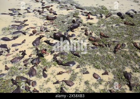 Buffalo Firm sur une île fluviale située sur la rivière Jamuna à Bogra Bangladesh le 07 mai 2024. Récemment, l'élevage du bétail est devenu une viable commerciale Banque D'Images