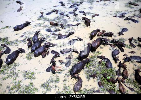 Buffalo Firm sur une île fluviale située sur la rivière Jamuna à Bogra Bangladesh le 07 mai 2024. Récemment, l'élevage du bétail est devenu une viable commerciale Banque D'Images