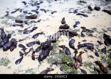 Buffalo Firm sur une île fluviale située sur la rivière Jamuna à Bogra Bangladesh le 07 mai 2024. Récemment, l'élevage du bétail est devenu une viable commerciale Banque D'Images