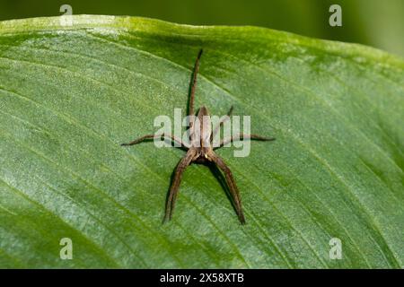 Araignée en toile de pépinière, Pisaura mirabilis. Sussex, Royaume-Uni Banque D'Images