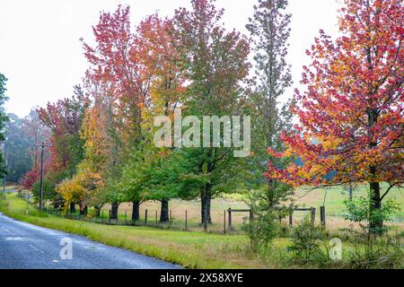 Bilpin, ville australienne dans les montagnes bleues, couleurs d'arbre d'automne le long de Mountain Lagoon Road, Nouvelle-Galles du Sud, Australie Banque D'Images