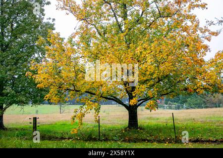 Bilpin, ville australienne dans les montagnes bleues, couleurs d'arbre d'automne le long de Mountain Lagoon Road, Nouvelle-Galles du Sud, Australie Banque D'Images