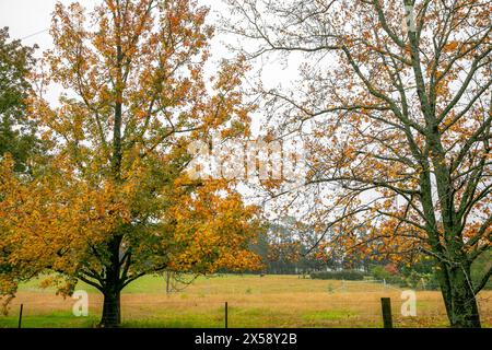 Bilpin, ville australienne dans les montagnes bleues, couleurs d'arbre d'automne le long de Mountain Lagoon Road, Nouvelle-Galles du Sud, Australie Banque D'Images