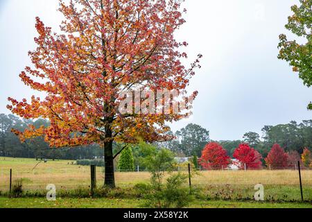 Bilpin, ville australienne dans les montagnes bleues, couleurs d'arbre d'automne le long de Mountain Lagoon Road, Nouvelle-Galles du Sud, Australie Banque D'Images