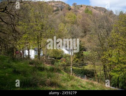 Maisons emblématiques blanchies à la chaux dans un cadre sylvan, Grasmere, Lake District National Park, Cumbria, Royaume-Uni Banque D'Images