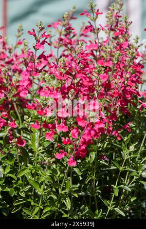 Salvia x jamensis El Duranzo plante avec des fleurs roses dans une journée ensoleillée Banque D'Images