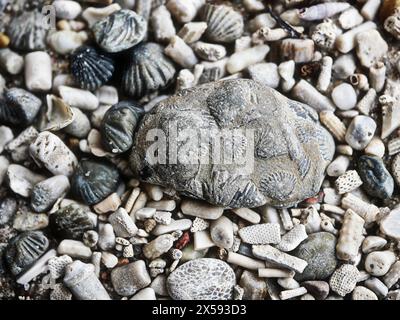 Empreintes fossiles de la mer Baltique : empreintes de moules, de colonne vertébrale et de tiges de plantes trouvées au milieu de galets a.gravelly sable de plage. Idéal pour les collectionneurs et la décoration Banque D'Images