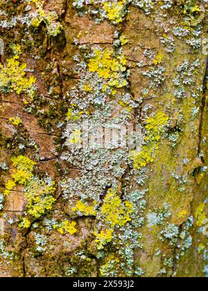 Lichen maritime Sunburst, (Xanthoria parietina), également connu sous le nom de lichen orange ou écaille jaune, couvrant un tronc d'arbre dans le Lancashire, Royaume-Uni Banque D'Images