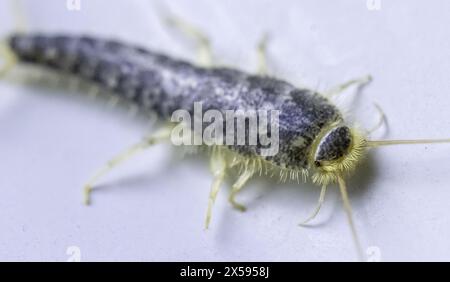 Leipzig, Allemagne. 08 mai 2024. Un poisson argenté (Lepisma saccharina) rampant sous une douche. L'insecte gris argenté et écailleux se sent particulièrement à la maison dans les endroits où l'humidité est élevée. Les animaux apparaissent souvent dans les salles de bains ou les cuisines. Crédit : Hendrik Schmidt/dpa/Alamy Live News Banque D'Images