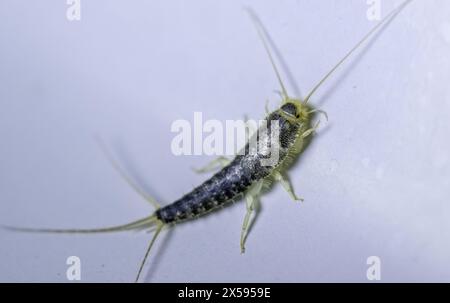 Leipzig, Allemagne. 08 mai 2024. Un poisson argenté (Lepisma saccharina) rampant sous une douche. L'insecte gris argenté et écailleux se sent particulièrement à la maison dans les endroits où l'humidité est élevée. Les animaux apparaissent souvent dans les salles de bains ou les cuisines. Crédit : Hendrik Schmidt/dpa/Alamy Live News Banque D'Images