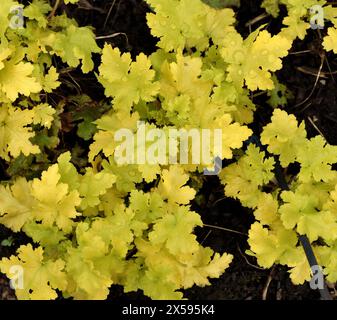 Feuilles de Heuchera Lime Marmalade. Banque D'Images