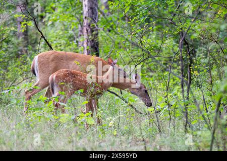 Faon et biche de cerf de Virginie dans la forêt à Ottawa, Canada Banque D'Images