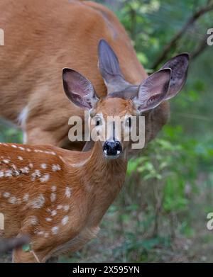 Le cerf de virginie faon biche et partager un moment de tendresse dans la forêt à Ottawa, Canada Banque D'Images