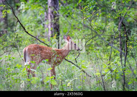 Le cerf de Virginie fraie la marche dans la forêt au Canada Banque D'Images