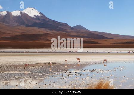 Colonie de flamants roses pâturant dans Laguna Hedionda, le lac salin dans l'altiplano bolivien avec montagne enneigée en toile de fond, Bolivie Banque D'Images