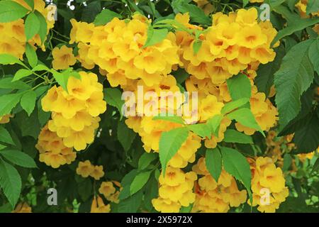 Bouquets de magnifiques fleurs de Trumpetbush qui fleurissent sur l'arbre Banque D'Images