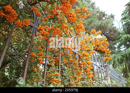 Grappes de fruits semblables à des baies de l'Orange Firethorn ou Pyracantha poussant sur la clôture Banque D'Images