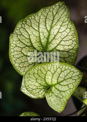 Feuillage argenté à veines vertes du bugloss vivaces vivaces de Sibérie, Brunnera macrophylla 'Alchemy Pewter' Banque D'Images