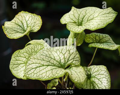 Feuillage argenté à veines vertes du bugloss vivaces vivaces de Sibérie, Brunnera macrophylla 'Alchemy Pewter' Banque D'Images