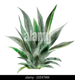 Aquarelle de feuilles tropicales. Buisson d'ananas exotique sur fond blanc isolé. Clip art de plante verte. Illustration botanique. Pour la conception de Banque D'Images