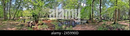 Ruisseau forestier sinueux au printemps dans le Hampshire, Royaume-Uni Banque D'Images