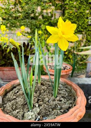Jonquilles jaunes éblouissantes : fleurs au printemps Banque D'Images