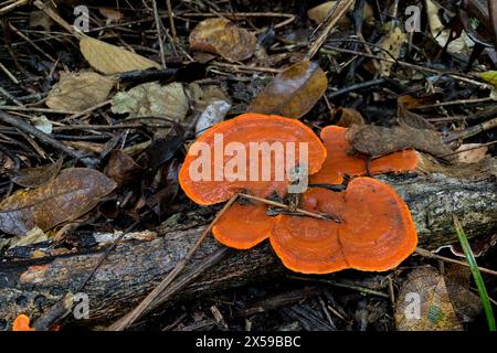 Champignon orange poussant sur le bois humide Banque D'Images