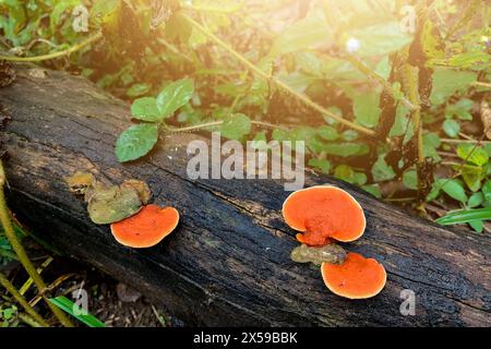 Champignon orange poussant sur le bois humide Banque D'Images