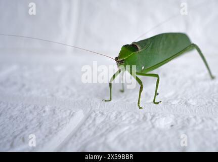 Katydid se réveille sur le sol blanc. Banque D'Images