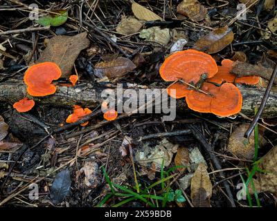 Champignon orange poussant sur le bois humide Banque D'Images