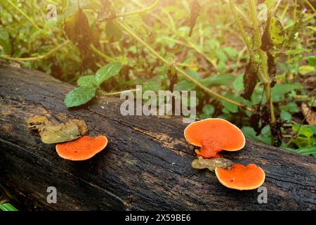 Champignon orange poussant sur le bois humide Banque D'Images