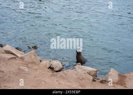 Tranquil Waters Seal sur Rocky Shore, ciel couvert. Banque D'Images