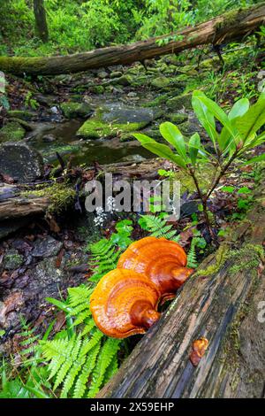 Ganoderma espèce de champignons polypores (Reishi) poussant sur l'écorce d'arbre - Pisgah National Forest, Brevard, Caroline du Nord, États-Unis Banque D'Images