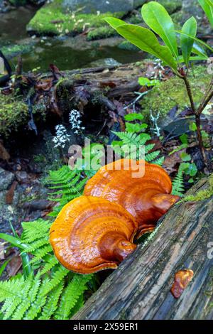 Ganoderma espèce de champignons polypores (Reishi) poussant sur l'écorce d'arbre - Pisgah National Forest, Brevard, Caroline du Nord, États-Unis Banque D'Images