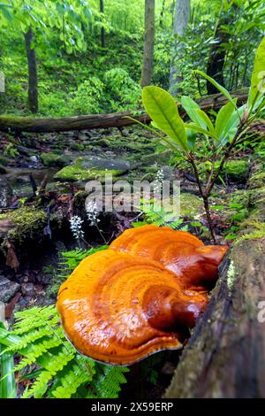 Ganoderma espèce de champignons polypores (Reishi) poussant sur l'écorce d'arbre - Pisgah National Forest, Brevard, Caroline du Nord, États-Unis Banque D'Images