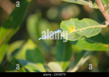 Blue Damselfly Eurasian Bluets (Coenagrion), lac Nors SO, Danemark Banque D'Images