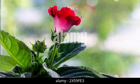 Plante Gloxinia avec des fleurs rouges dans un pot de fleurs sur un rebord de fenêtre avec bokeh en arrière-plan Banque D'Images