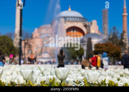 Tulipes blanches et Sainte-Sophie ou mosquée Ayasofya. Visitez Istanbul photo de fond. Banque D'Images