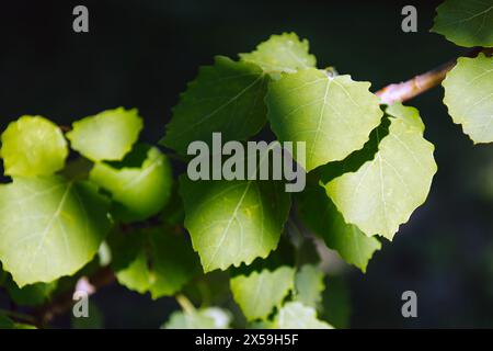 Printemps et nouveau concept de vie. Branche à jeunes feuilles de Populus tremula. Juvénile vert vif et feuille de tremble du tremble ou du tremble commun. Naturel Banque D'Images