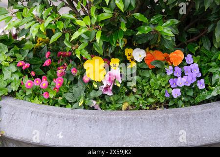 Düsseldorf 08.05.2024 Frühlingsblüher Schnittblumen Frühlingsbote Pflanzenart Strassenrand Tulpen Stadtgrün Stadtbegrünung Blumenbeet öffentliches Gartenpflanzen Düsseldorf Nordrhein-Westfalen Deutschland *** Düsseldorf 08 05 2024 fleurs de printemps coupées fleurs de printemps messager espèces de plantes de bord de route tulipes lit de fleurs public verdure urbaine verdure urbaine verdure de jardin plantes Düsseldorf Rhénanie du Nord-Westphalie Allemagne Banque D'Images