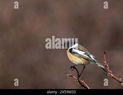 Mâle européen en stonechat en plumage reproducteur Banque D'Images