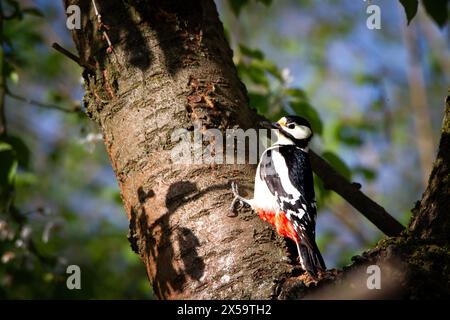 Pic-bois tacheté (Dendrocopos major) sur le cerisier au soleil. Banque D'Images