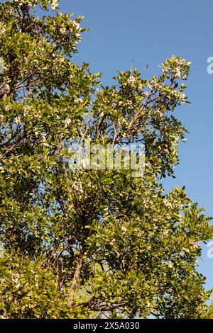 Dermatophyllum secundiflorum Texas Mountain Laurel, arbuste dans le soleil de printemps glorieux Arizona.Soulful, intrigant, absorbant, abstrait, lumineux Banque D'Images