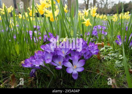 Crocus de printemps en fleur avec des jonquilles Banque D'Images