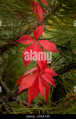 Vigne rouge Woodbine contre branches de pin Banque D'Images