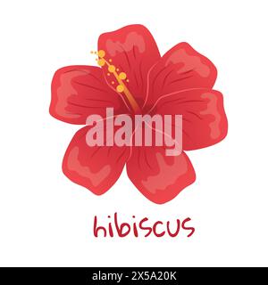 Illustration d'hibiscus. Fleur tropicale rouge éclatante. Peinture botanique réaliste dessinée à la main isolée sur fond blanc. Dessin animé pour poster, je Illustration de Vecteur