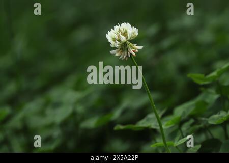 Fleur de trèfle blanc dans l'herbe Banque D'Images
