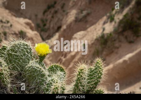 Fleur de cactus de Barricly Pear dans les badlands Banque D'Images