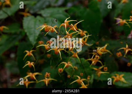 Gros plan sur les fleurs jaune ambre de la reine ambre pérenne épimédique de jardin à faible croissance. Banque D'Images